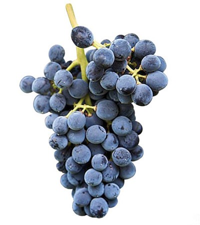 Nero d' Avola.jpg