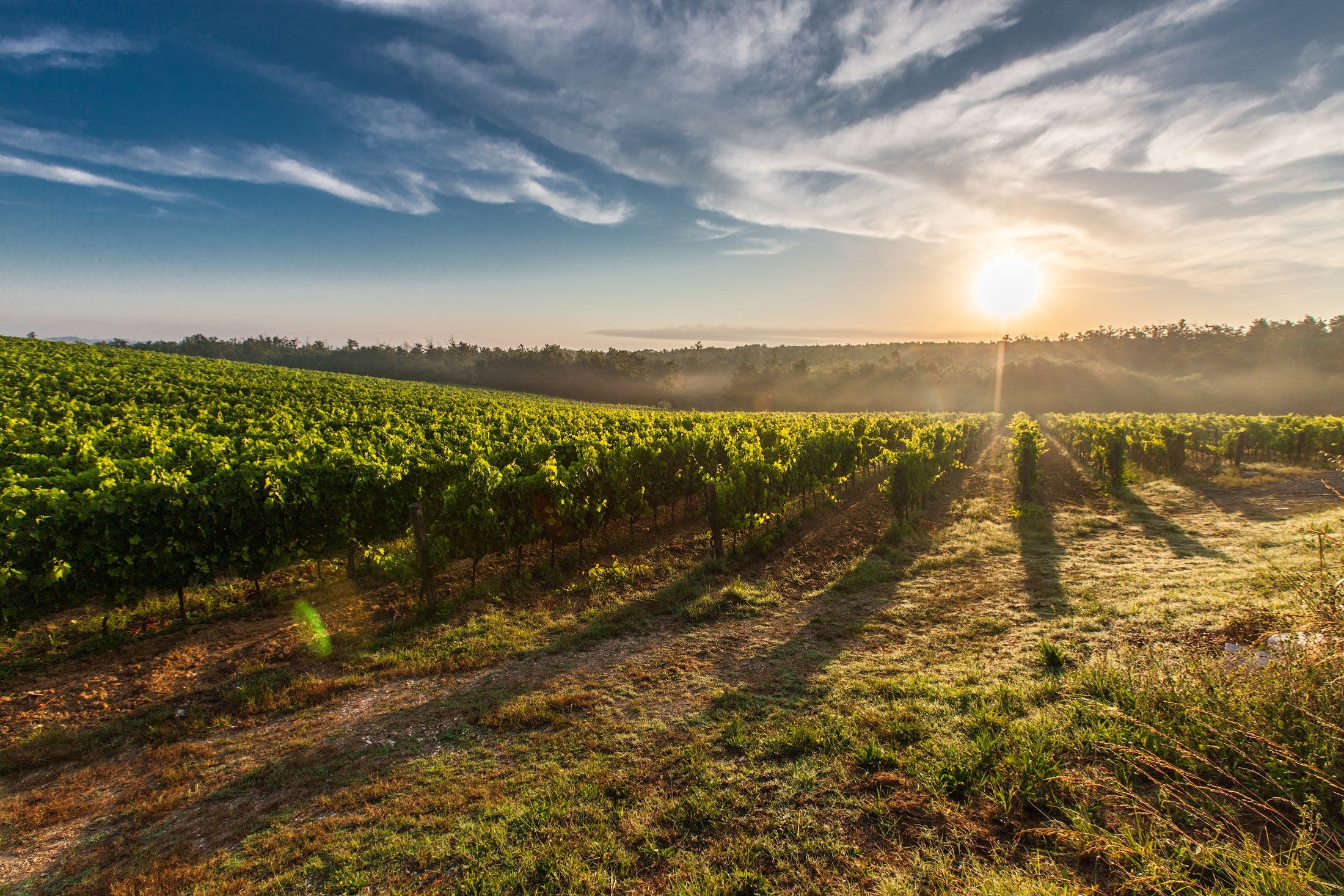 What is the difference between dry wine and semi-dry wine