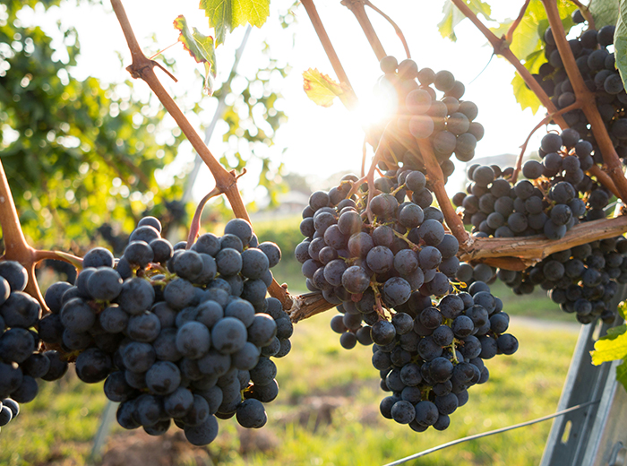 Inventory the aroma of black fruits in wine